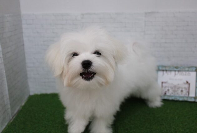 兵庫県のマルチーズ (ペット・プラザ アミーゴ尼崎昭和通店/2025年11月1日生まれ/女の子/ホワイト)の子犬の4枚目の画像