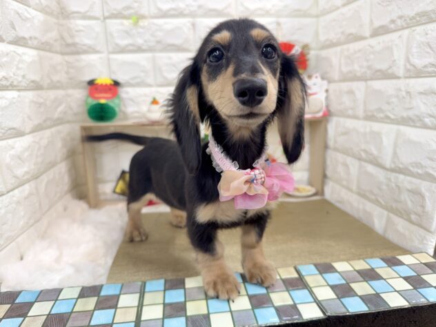 兵庫県のミニチュアダックスフンド(ロング) (ワンキャラット アミーゴ姫路花田店/2026年8月27日生まれ/女の子/ブラックイエロー)の子犬の3枚目の画像