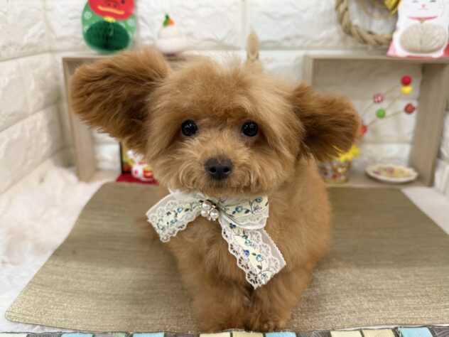 兵庫県のトイプードル(トイ) (ワンキャラット アミーゴ姫路花田店/2025年9月14日生まれ/男の子/オレンジフォーン)の子犬の2枚目の画像