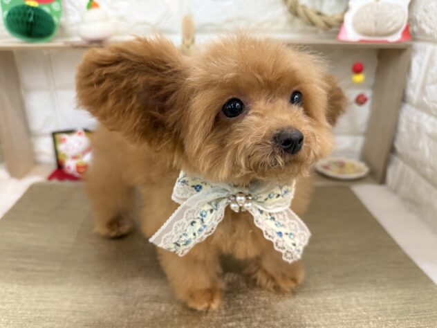 兵庫県のトイプードル(トイ) (ワンキャラット アミーゴ姫路花田店/2025年9月14日生まれ/男の子/オレンジフォーン)の子犬の3枚目の画像