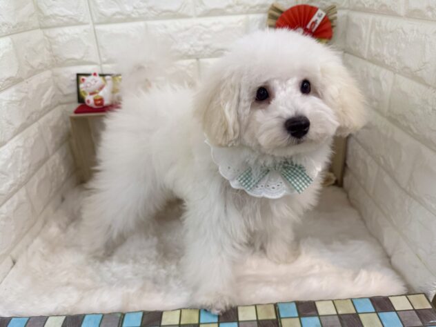 兵庫県のミニチュアプードル (ワンキャラット アミーゴ姫路花田店/2025年9月20日生まれ/男の子/ペールフォーン)の子犬の4枚目の画像