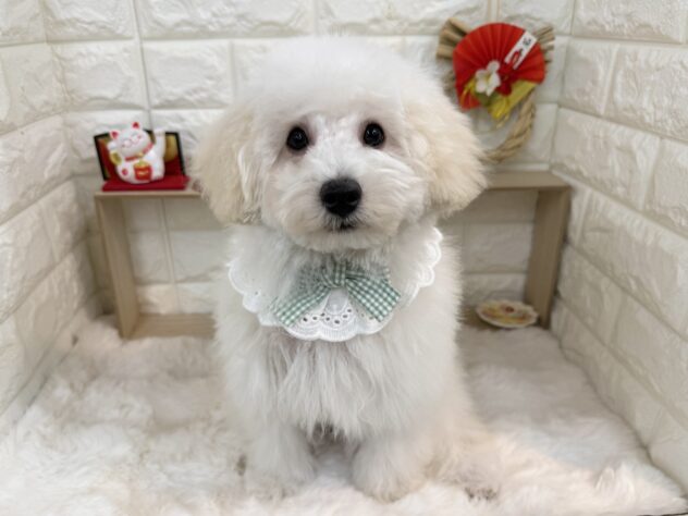 兵庫県のミニチュアプードル (ワンキャラット アミーゴ姫路花田店/2025年9月20日生まれ/男の子/ペールフォーン)の子犬の3枚目の画像