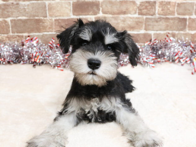 広島県のミニチュアシュナウザー (アミーゴ西条店/2025年11月30日生まれ/男の子/ブラックシルバー)の子犬