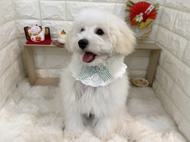 兵庫県のミニチュアプードル (ワンキャラット アミーゴ姫路花田店/2025年9月20日生まれ/男の子/ペールフォーン)の子犬の2枚目の画像