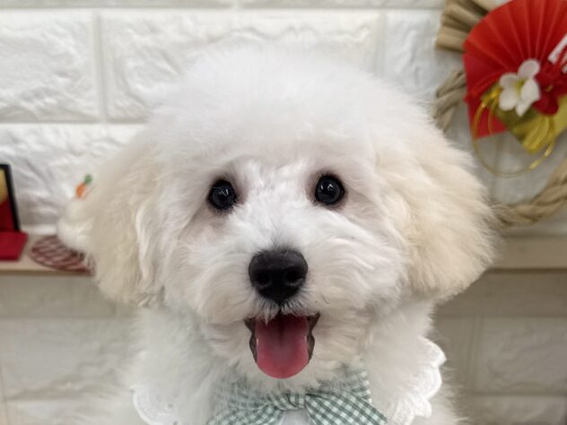 兵庫県のミニチュアプードル (ワンキャラット アミーゴ姫路花田店/2025年9月20日生まれ/男の子/ペールフォーン)の子犬