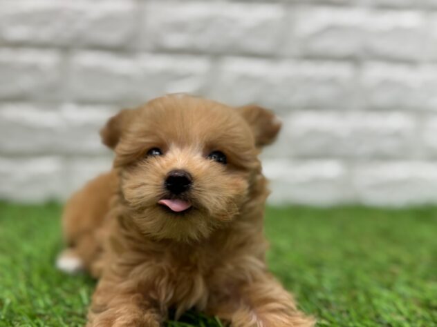 新潟県のハーフ犬・ミックス犬 (アミーゴ新潟小新店/2025年10月21日生まれ/女の子/レッド)の子犬の3枚目の画像