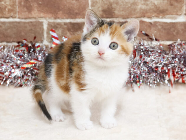 広島県のアメリカンショートヘアー (アミーゴ西条店/2025年11月7日生まれ/女の子/キャリコ)の子猫の2枚目の画像