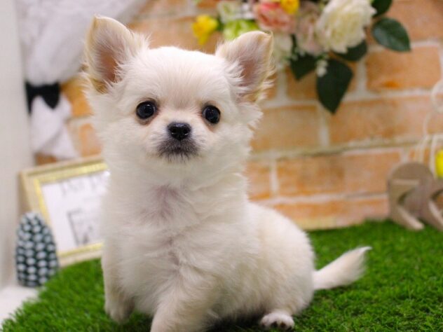 兵庫県のチワワ(ロング) (ペット・プラザ アミーゴ三田店/2025年11月12日生まれ/男の子/クリームホワイト)の子犬の3枚目の画像