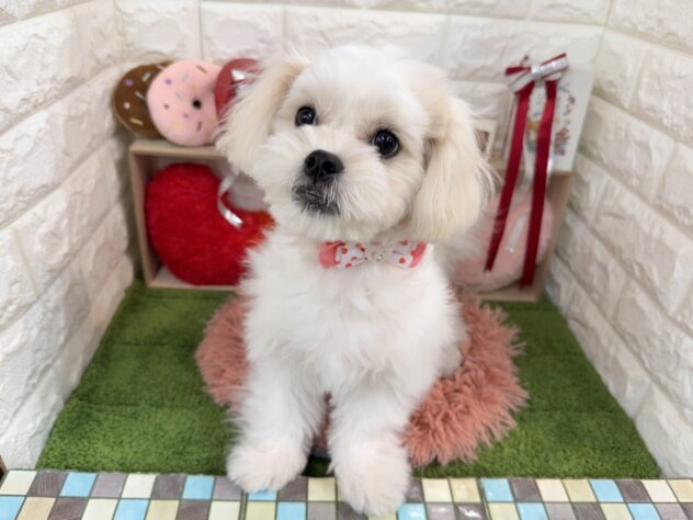 兵庫県のハーフ犬・ミックス犬 (ワンキャラット アミーゴ姫路花田店/2025年7月31日生まれ/女の子/ホワイト)の子犬の2枚目の画像