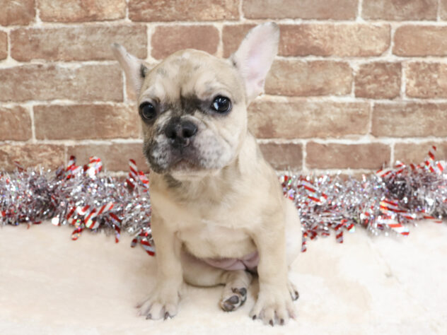 広島県のフレンチブルドッグ (アミーゴ西条店/2025年10月19日生まれ/女の子/フォーンマール)の子犬