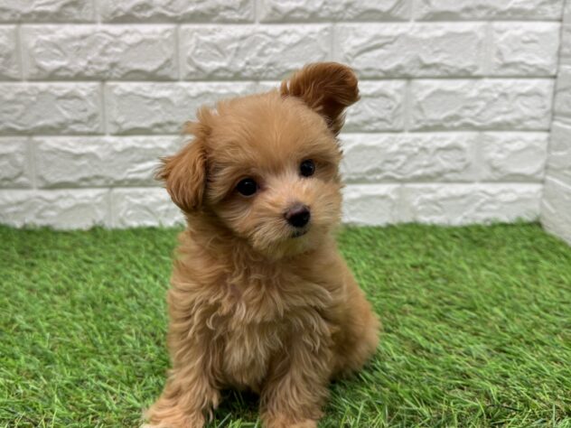 新潟県のハーフ犬・ミックス犬 (アミーゴ新潟小新店/2025年10月21日生まれ/女の子/レッド)の子犬の2枚目の画像