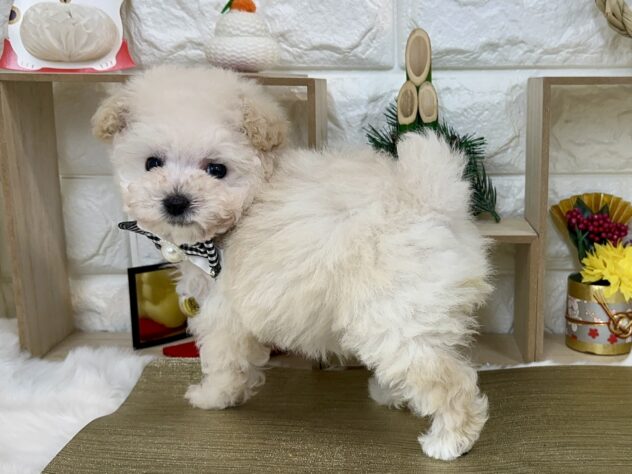 兵庫県のトイプードル(トイ) (ワンキャラット アミーゴ姫路花田店/2025年11月13日生まれ/女の子/ホワイト)の子犬の2枚目の画像