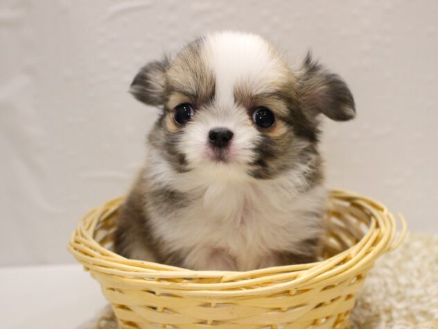 大阪府のチワワ(ロング) (ペット・プラザ アミーゴ箕面店/2025年11月8日生まれ/女の子/レッドホワイト)の子犬の2枚目の画像