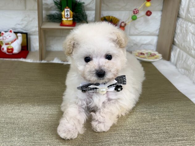 兵庫県のトイプードル(トイ) (ワンキャラット アミーゴ姫路花田店/2025年11月13日生まれ/女の子/ホワイト)の子犬の4枚目の画像