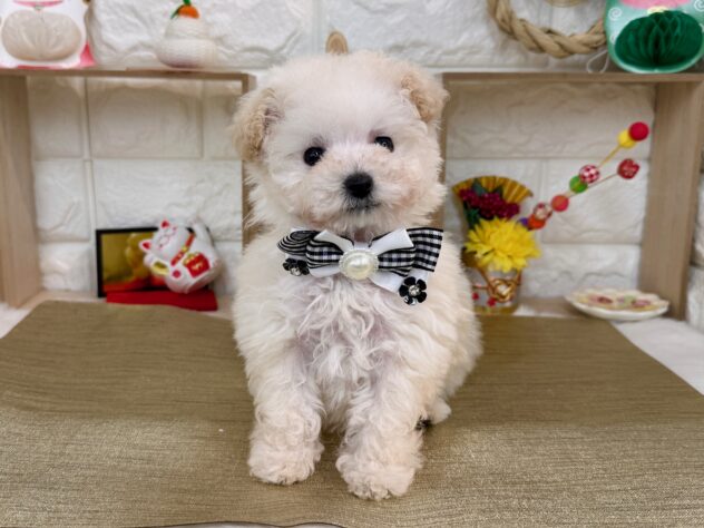 兵庫県のトイプードル(トイ) (ワンキャラット アミーゴ姫路花田店/2025年11月13日生まれ/女の子/ホワイト)の子犬の3枚目の画像