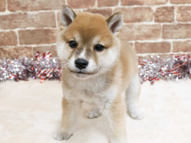 広島県の豆柴 (アミーゴ西条店/2025年12月1日生まれ/男の子/赤)の子犬