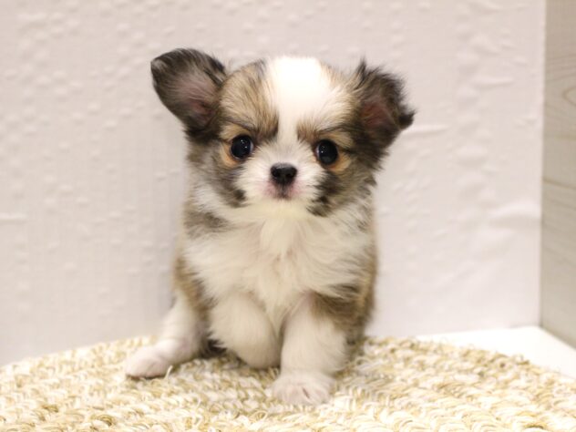 大阪府のチワワ(ロング) (ペット・プラザ アミーゴ箕面店/2025年11月8日生まれ/女の子/レッドホワイト)の子犬の1枚目の画像