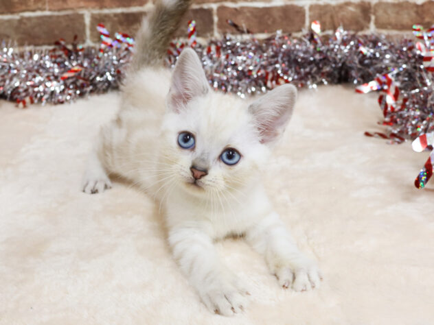 広島県のアメリカンショートヘアー (アミーゴ西条店/2025年11月4日生まれ/女の子/シールリンクスポイント)の子猫