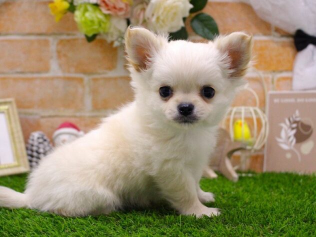 兵庫県のチワワ(ロング) (ペット・プラザ アミーゴ三田店/2025年11月12日生まれ/男の子/クリームホワイト)の子犬の2枚目の画像