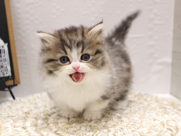 大阪府のミヌエット (ペット・プラザ アミーゴ箕面店/2025年11月14日生まれ/女の子/ブラウンタビーホワイト)の子猫の3枚目の画像