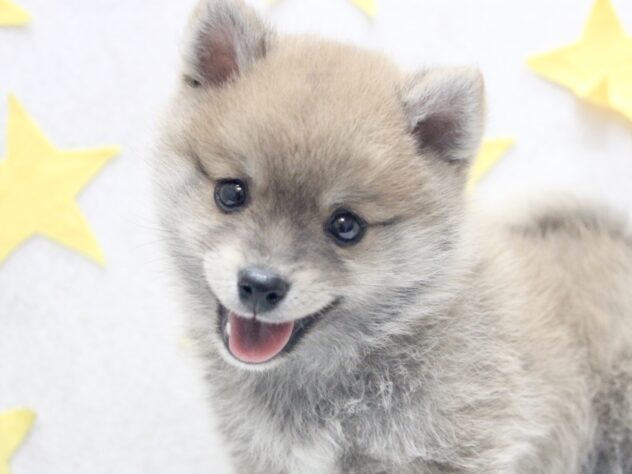 愛媛県のハーフ犬・ミックス犬 (アミーゴ新居浜店/2025年12月4日生まれ/男の子/赤)の子犬