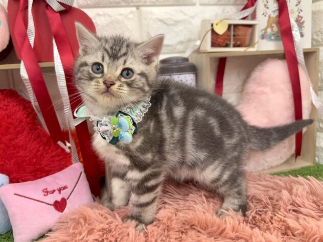 兵庫県のアメリカンショートヘアー (ワンキャラット アミーゴ姫路花田店/2025年11月18日生まれ/男の子/シルバータビー)の子猫の4枚目の画像