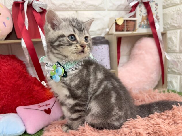 兵庫県のアメリカンショートヘアー (ワンキャラット アミーゴ姫路花田店/2025年11月18日生まれ/男の子/シルバータビー)の子猫の3枚目の画像
