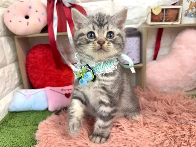 兵庫県のアメリカンショートヘアー (ワンキャラット アミーゴ姫路花田店/2025年11月18日生まれ/男の子/シルバータビー)の子猫の2枚目の画像