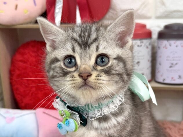 兵庫県のアメリカンショートヘアー (ワンキャラット アミーゴ姫路花田店/2025年11月18日生まれ/男の子/シルバータビー)の子猫の1枚目の画像