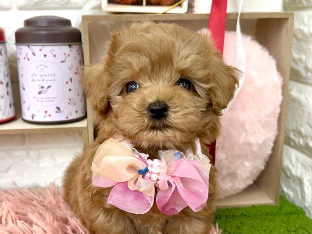 兵庫県のトイプードル(トイ) (ワンキャラット アミーゴ姫路花田店/2025年11月20日生まれ/男の子/レッドフォーン)の子犬の1枚目の画像