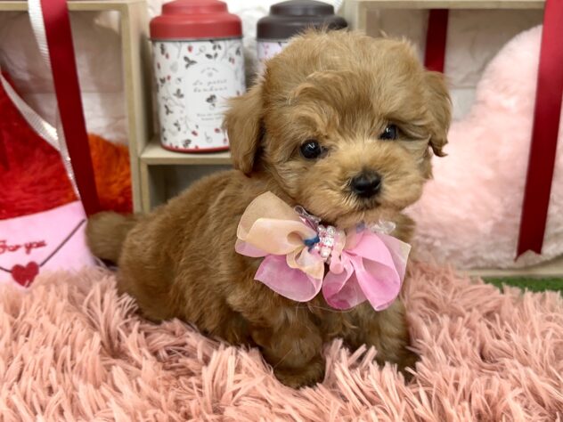 兵庫県のトイプードル(トイ) (ワンキャラット アミーゴ姫路花田店/2025年11月20日生まれ/男の子/レッドフォーン)の子犬の3枚目の画像