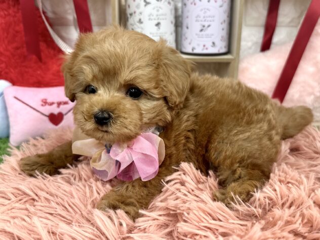 兵庫県のトイプードル(トイ) (ワンキャラット アミーゴ姫路花田店/2025年11月20日生まれ/男の子/レッドフォーン)の子犬の4枚目の画像