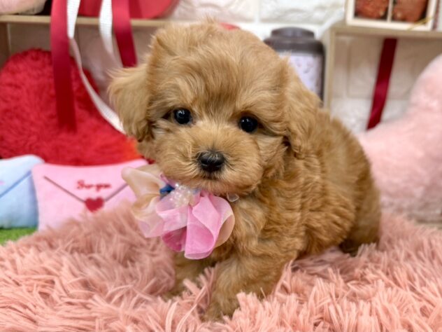 兵庫県のトイプードル(トイ) (ワンキャラット アミーゴ姫路花田店/2025年11月20日生まれ/男の子/レッドフォーン)の子犬の2枚目の画像