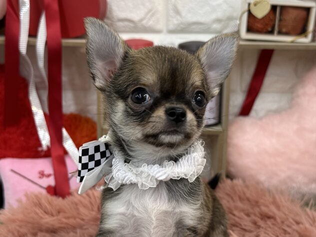 兵庫県のチワワ(ロング) (ワンキャラット アミーゴ姫路花田店/2025年11月21日生まれ/女の子/セーブルホワイト)の子犬の1枚目の画像