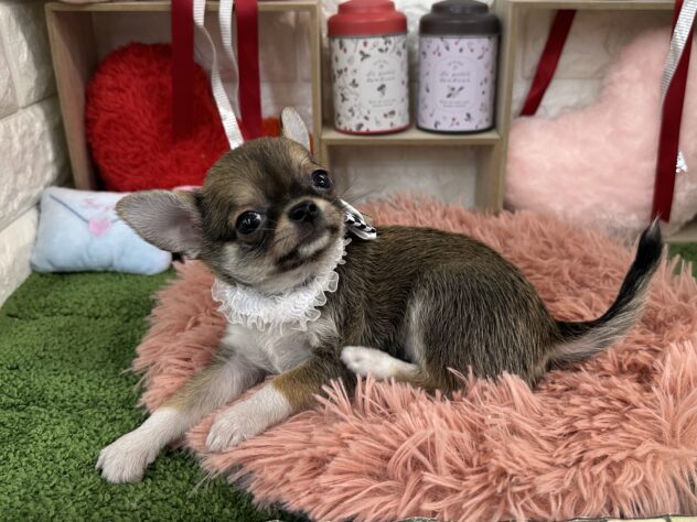 兵庫県のチワワ(ロング) (ワンキャラット アミーゴ姫路花田店/2025年11月21日生まれ/女の子/セーブルホワイト)の子犬の2枚目の画像