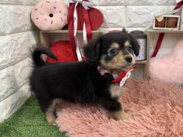 兵庫県のハーフ犬・ミックス犬 (ワンキャラット アミーゴ姫路花田店/2025年11月21日生まれ/女の子/ブラックタン)の子犬の3枚目の画像