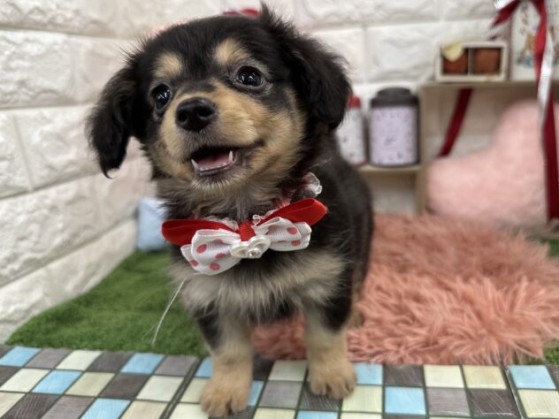 兵庫県のハーフ犬・ミックス犬 (ワンキャラット アミーゴ姫路花田店/2025年11月21日生まれ/女の子/ブラックタン)の子犬の2枚目の画像