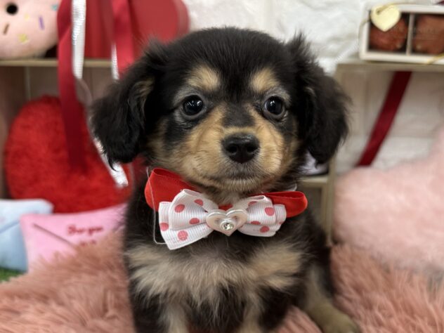 兵庫県のハーフ犬・ミックス犬 (ワンキャラット アミーゴ姫路花田店/2025年11月21日生まれ/女の子/ブラックタン)の子犬の1枚目の画像