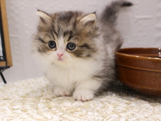 大阪府のミヌエット (ペット・プラザ アミーゴ箕面店/2025年11月14日生まれ/女の子/ブラウンタビーホワイト)の子猫の2枚目の画像