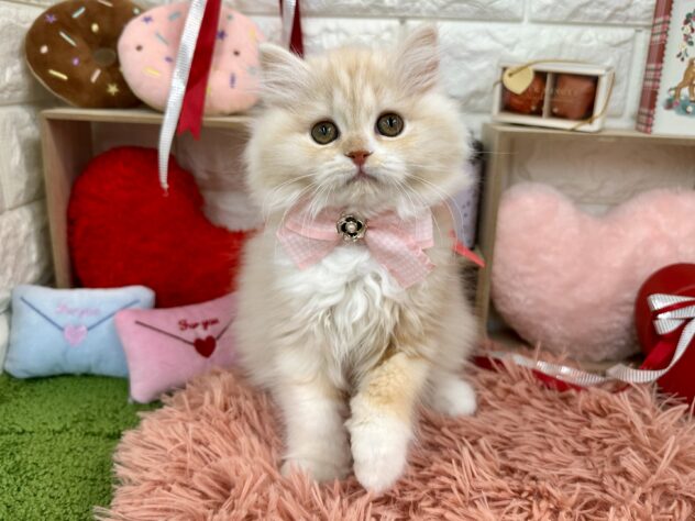 兵庫県のスコティッシュフォールド (ワンキャラット アミーゴ姫路花田店/2025年10月29日生まれ/女の子/クリームタビーホワイト)の子猫の2枚目の画像