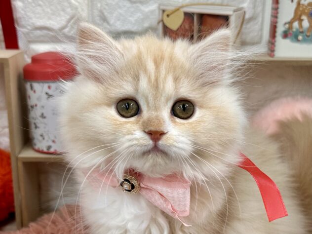 兵庫県のスコティッシュフォールド (ワンキャラット アミーゴ姫路花田店/2025年10月29日生まれ/女の子/クリームタビーホワイト)の子猫の1枚目の画像