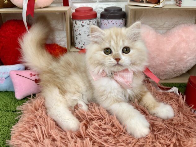 兵庫県のスコティッシュフォールド (ワンキャラット アミーゴ姫路花田店/2025年10月29日生まれ/女の子/クリームタビーホワイト)の子猫の3枚目の画像