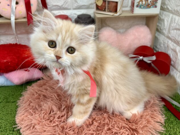 兵庫県のスコティッシュフォールド (ワンキャラット アミーゴ姫路花田店/2025年10月29日生まれ/女の子/クリームタビーホワイト)の子猫の4枚目の画像