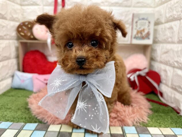 兵庫県のトイプードル(トイ) (ワンキャラット アミーゴ姫路花田店/2025年11月2日生まれ/男の子/レッドフォーン)の子犬の2枚目の画像