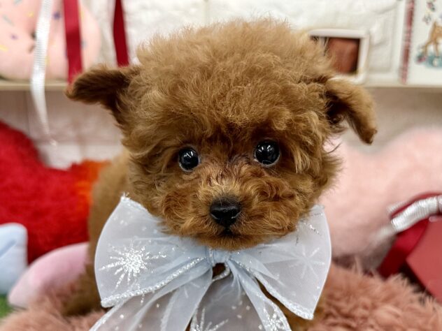 兵庫県のトイプードル(トイ) (ワンキャラット アミーゴ姫路花田店/2025年11月2日生まれ/男の子/レッドフォーン)の子犬の1枚目の画像