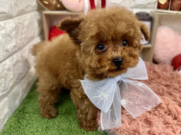 兵庫県のトイプードル(トイ) (ワンキャラット アミーゴ姫路花田店/2025年11月2日生まれ/男の子/レッドフォーン)の子犬の3枚目の画像