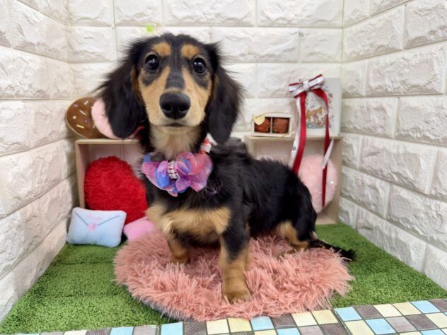 兵庫県のミニチュアダックスフンド(ロング) (ワンキャラット アミーゴ姫路花田店/2025年8月7日生まれ/女の子/ブラックタン)の子犬の4枚目の画像