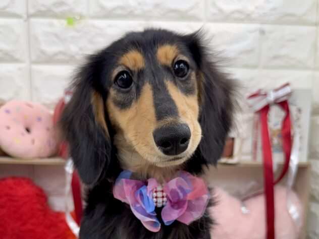 兵庫県のミニチュアダックスフンド(ロング) (ワンキャラット アミーゴ姫路花田店/2025年8月7日生まれ/女の子/ブラックタン)の子犬の1枚目の画像