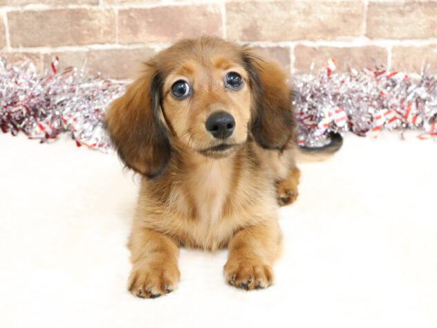 広島県のカニンヘンダックスフンド(ロング) (アミーゴ西条店/2025年10月13日生まれ/女の子/レッド)の子犬の1枚目の画像