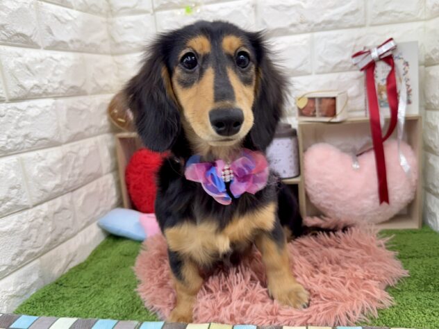 兵庫県のミニチュアダックスフンド(ロング) (ワンキャラット アミーゴ姫路花田店/2025年8月7日生まれ/女の子/ブラックタン)の子犬の2枚目の画像